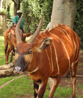 Bongo